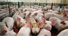 Gavriliţa l-a trimis pe ministrul Mediului la ferma de porci din Roşcani